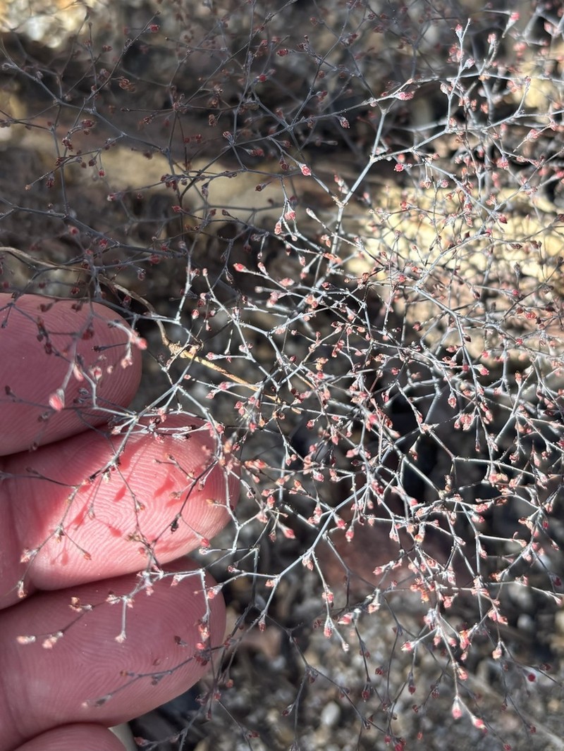 San Jacinto Buckwheat photo 8