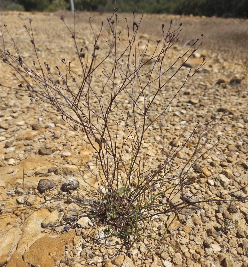 Ione Buckwheat photo 2