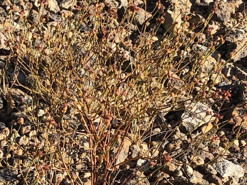 Ione Buckwheat photo 3
