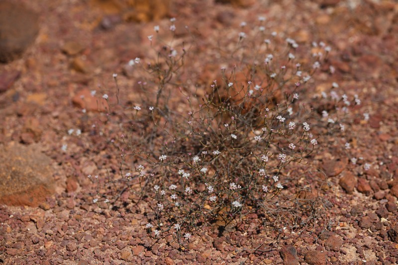 Ione Buckwheat photo 4