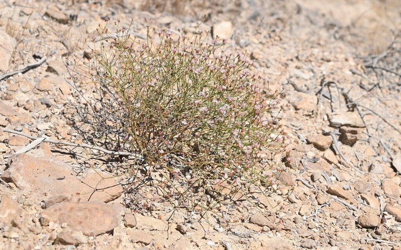 Ione Buckwheat photo 5
