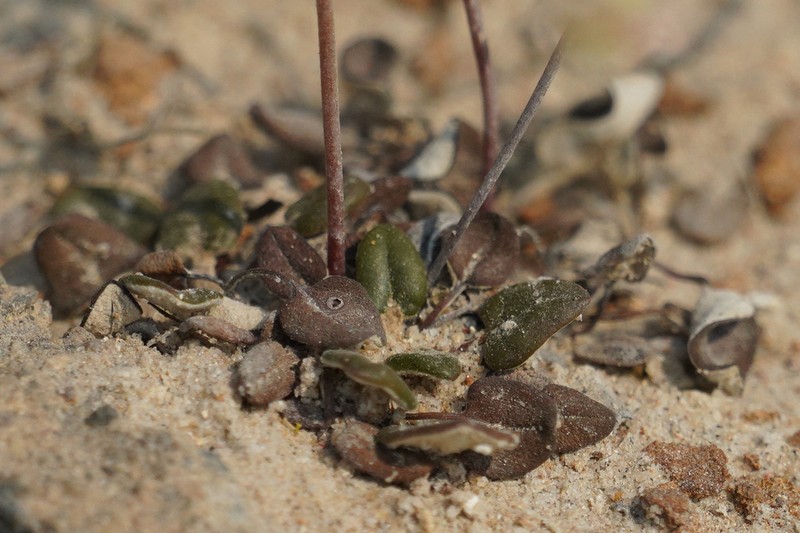 Ione Buckwheat photo 6