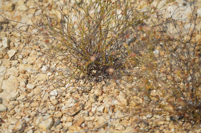 Ione Buckwheat photo 7