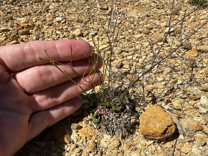 Eriogonum apricum var. apricum