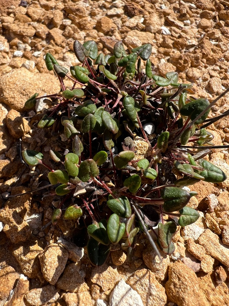 Eriogonum apricum var. apricum photo 2