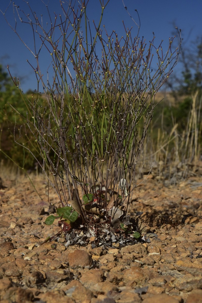 Eriogonum apricum var. apricum photo 3