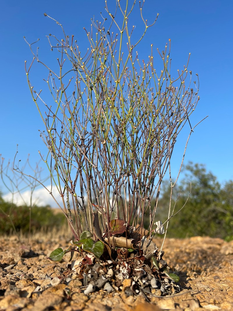 Eriogonum apricum var. apricum photo 4