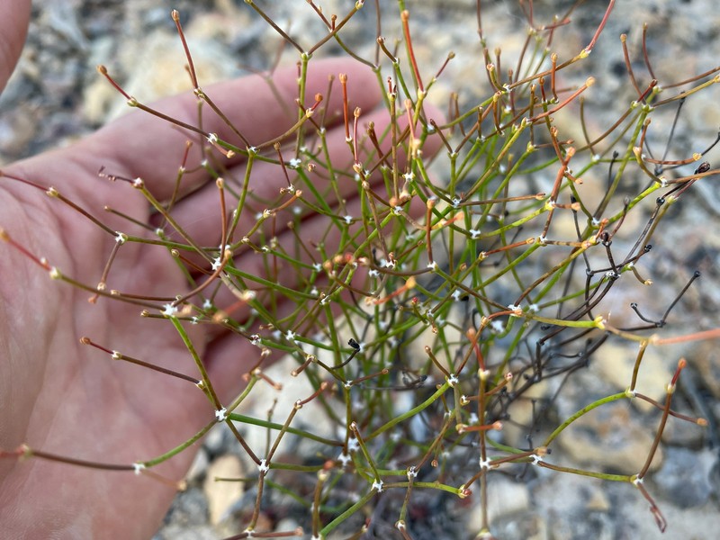 Eriogonum apricum var. apricum photo 5