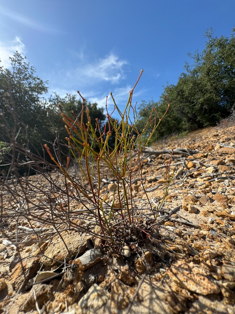 Eriogonum apricum var. apricum photo 6