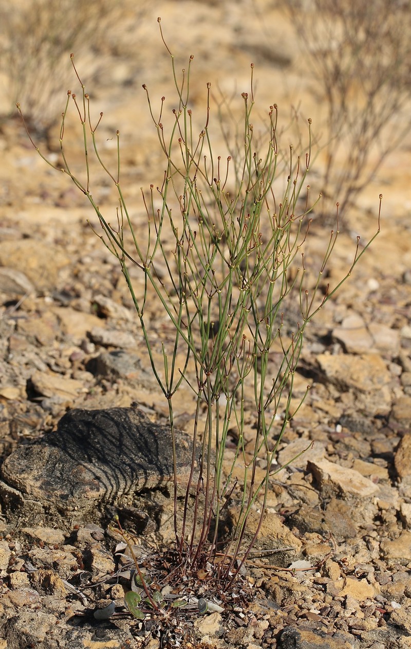 Eriogonum apricum var. apricum photo 7
