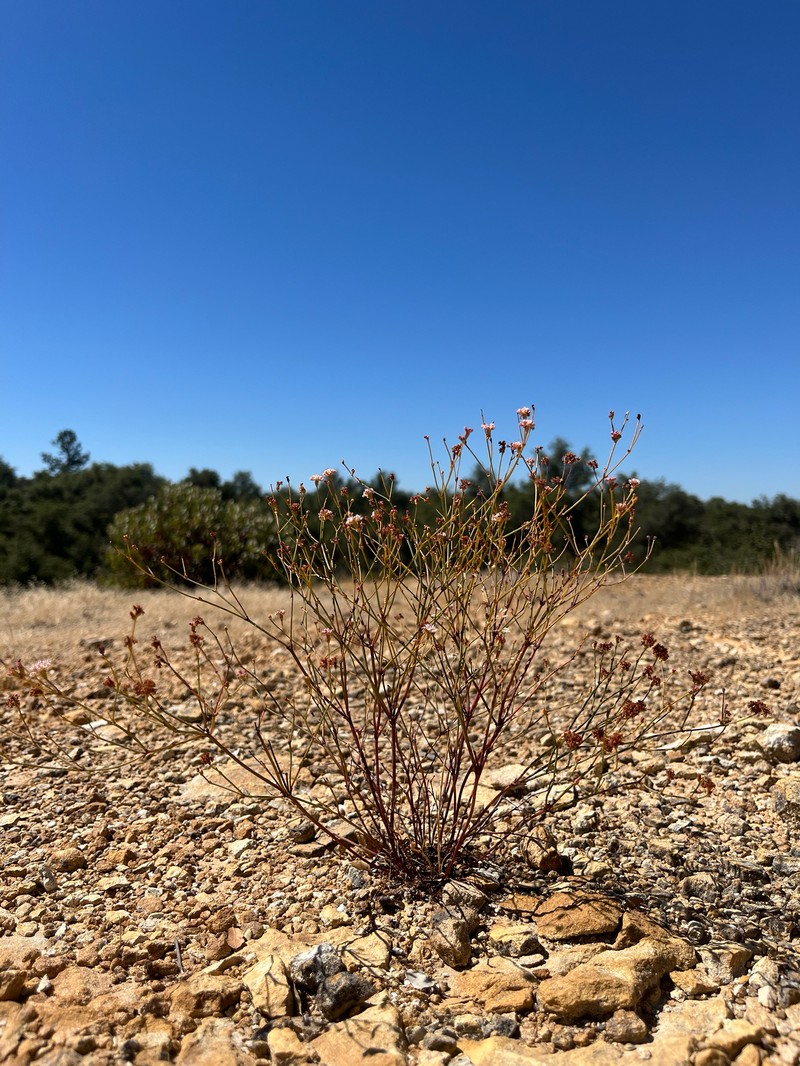 Eriogonum apricum var. apricum photo 8