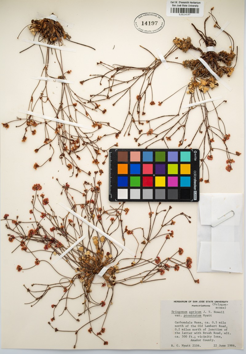 Eriogonum apricum var. prostratum photo 4