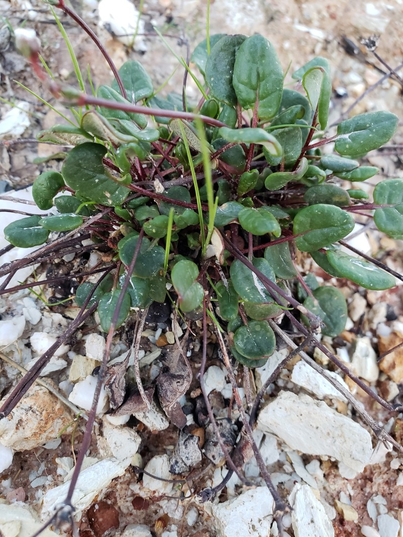 Eriogonum apricum var. prostratum
