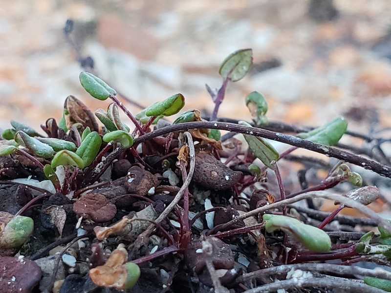 Eriogonum apricum var. prostratum photo 2