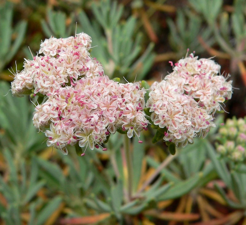 Santa Cruz Island Buckwheat
