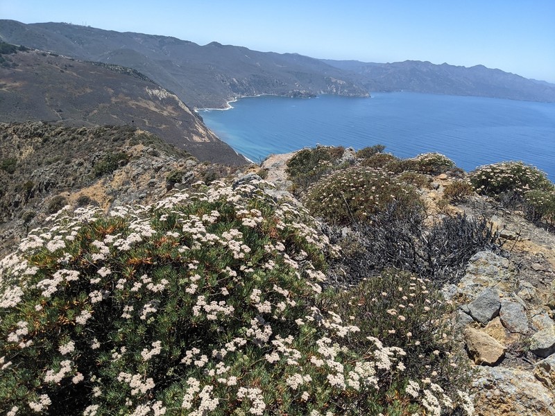 Santa Cruz Island Buckwheat