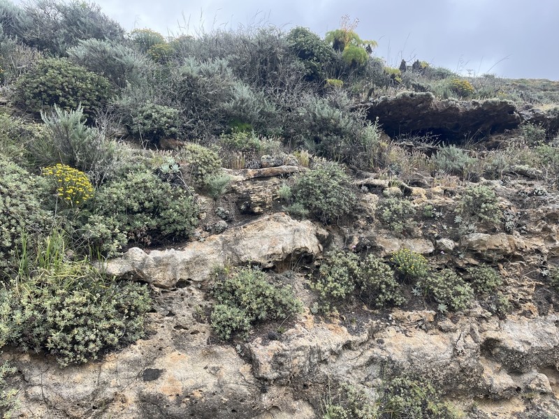 Santa Cruz Island Buckwheat photo 2