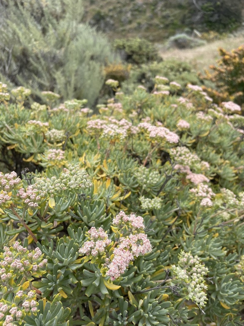 Santa Cruz Island Buckwheat photo 3