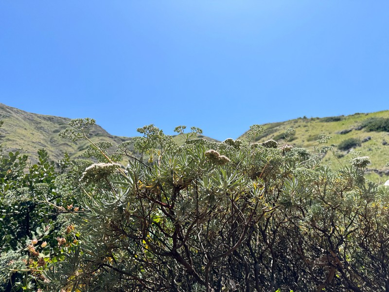 Santa Cruz Island Buckwheat photo 4