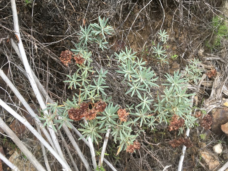 Santa Cruz Island Buckwheat photo 5