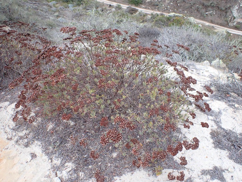 Santa Cruz Island Buckwheat photo 6