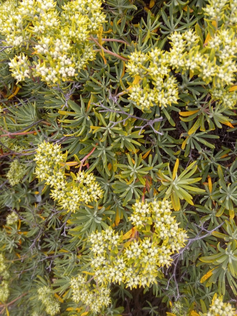 Santa Cruz Island Buckwheat photo 7