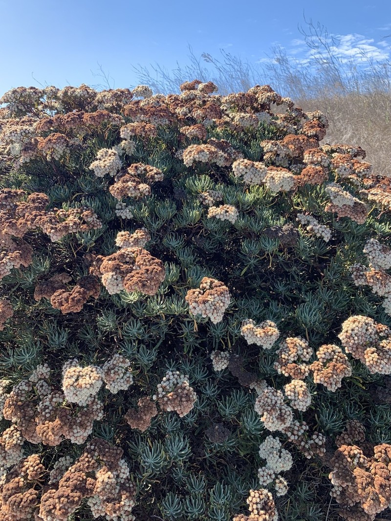 Santa Cruz Island Buckwheat photo 8