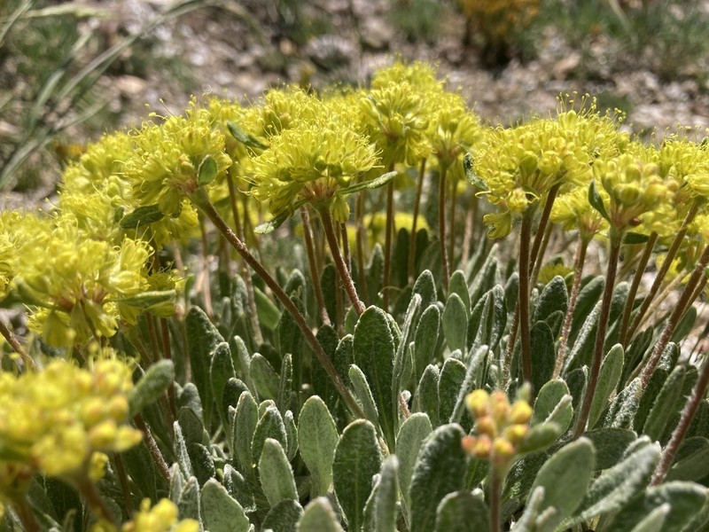Eriogonum arcuatum