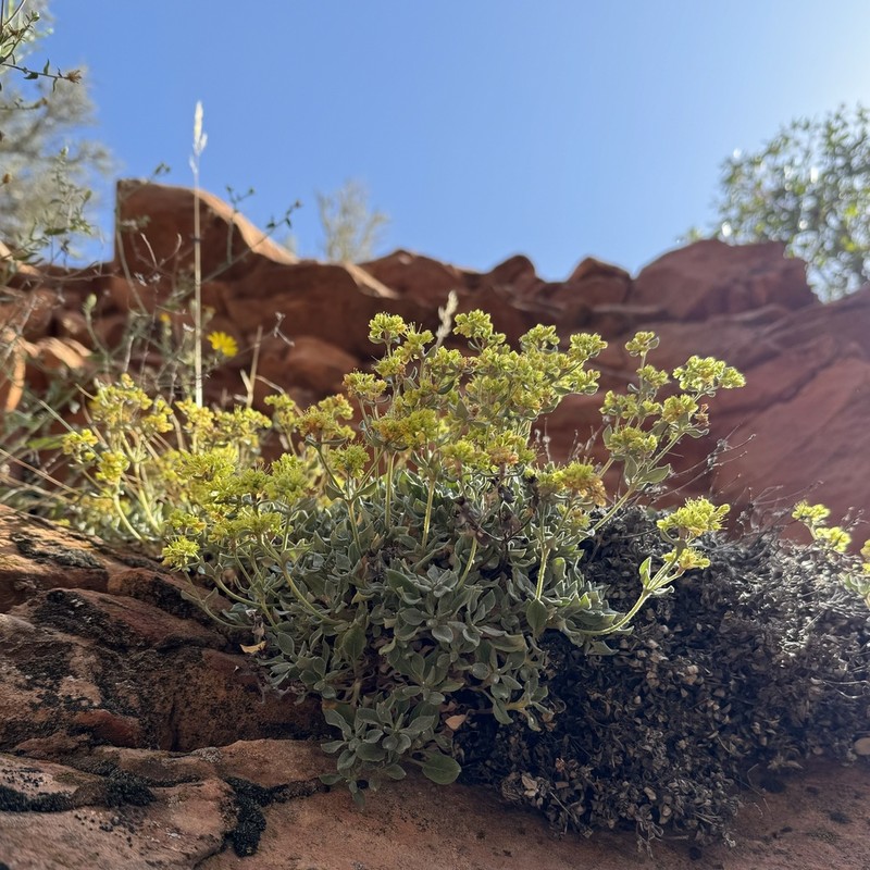 Eriogonum arcuatum photo 2