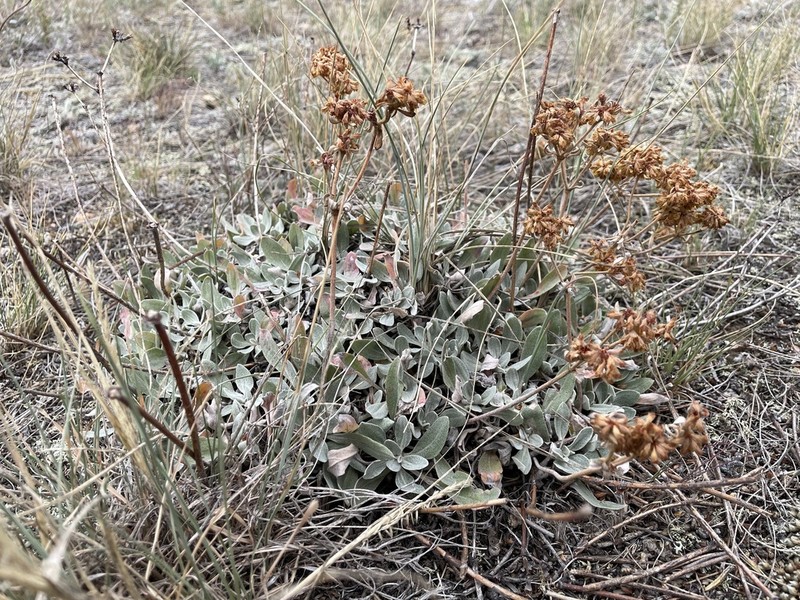 Eriogonum arcuatum photo 3
