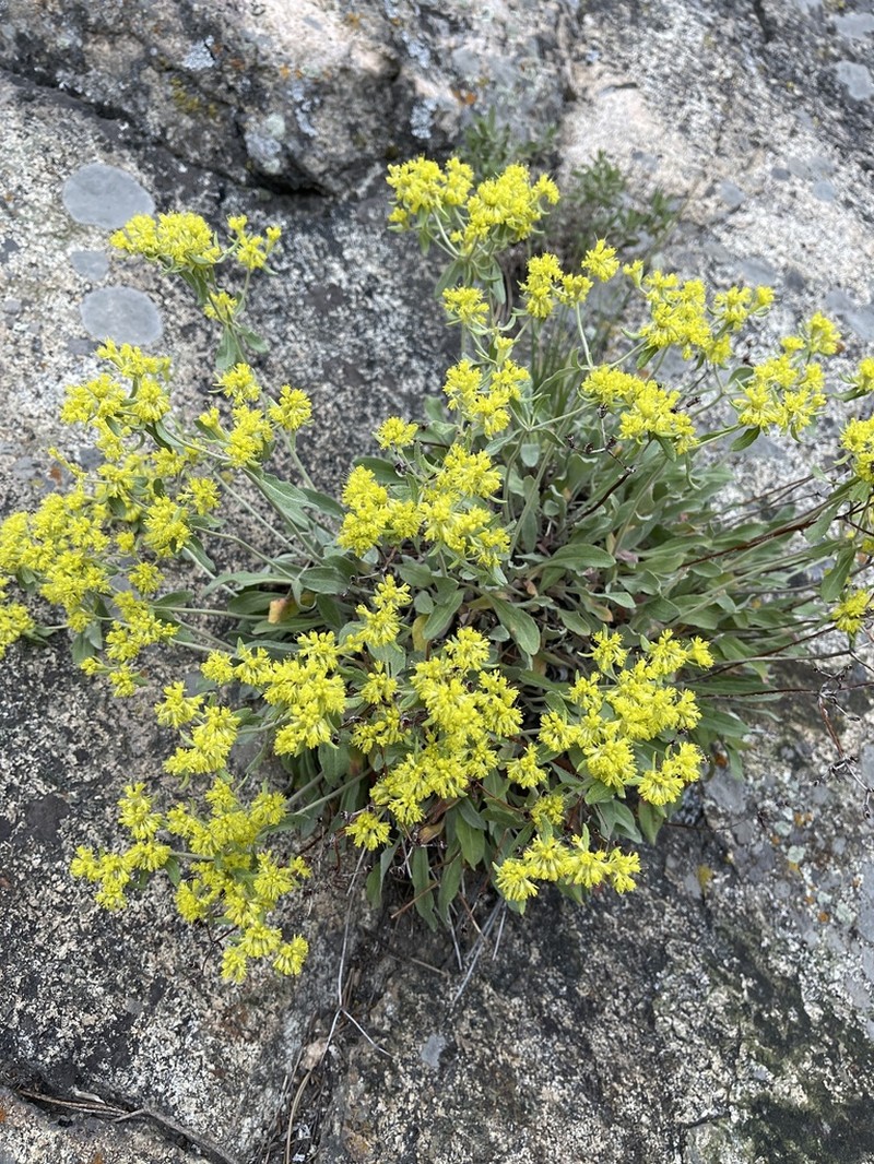 Eriogonum arcuatum photo 4