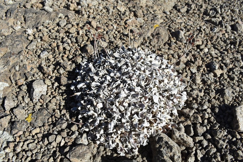 Eriogonum arcuatum photo 5