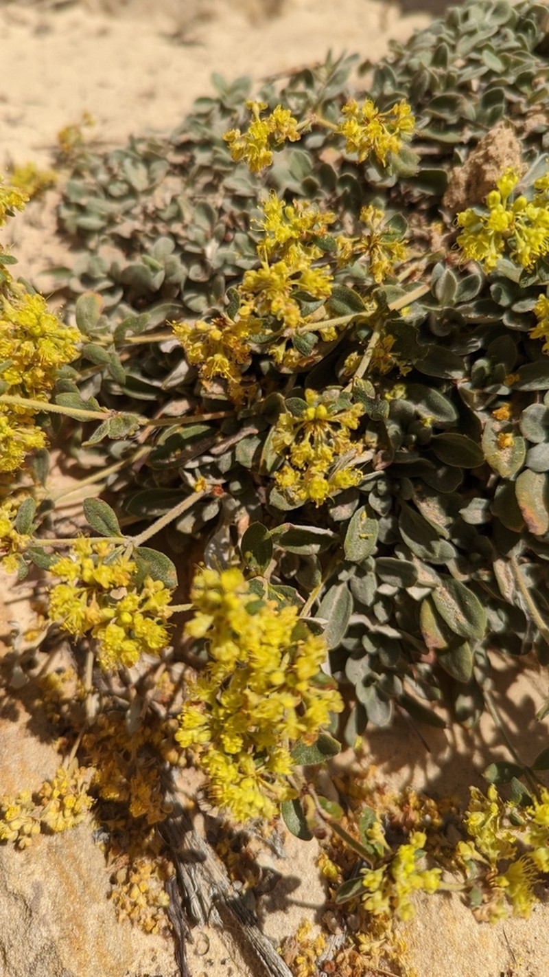 Eriogonum arcuatum photo 6