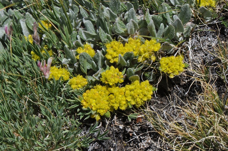 Eriogonum arcuatum photo 7