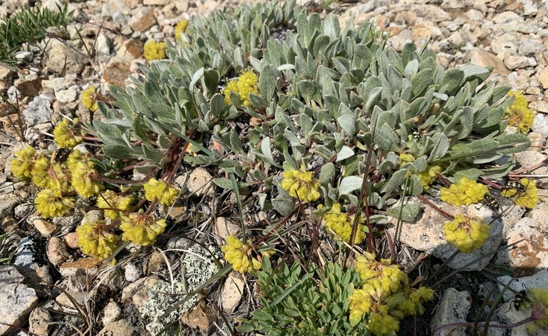 Eriogonum arcuatum photo 8