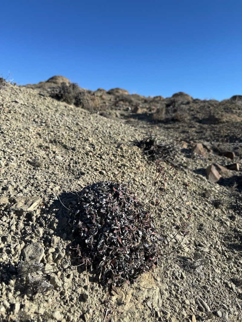 Eriogonum arcuatum var. arcuatum