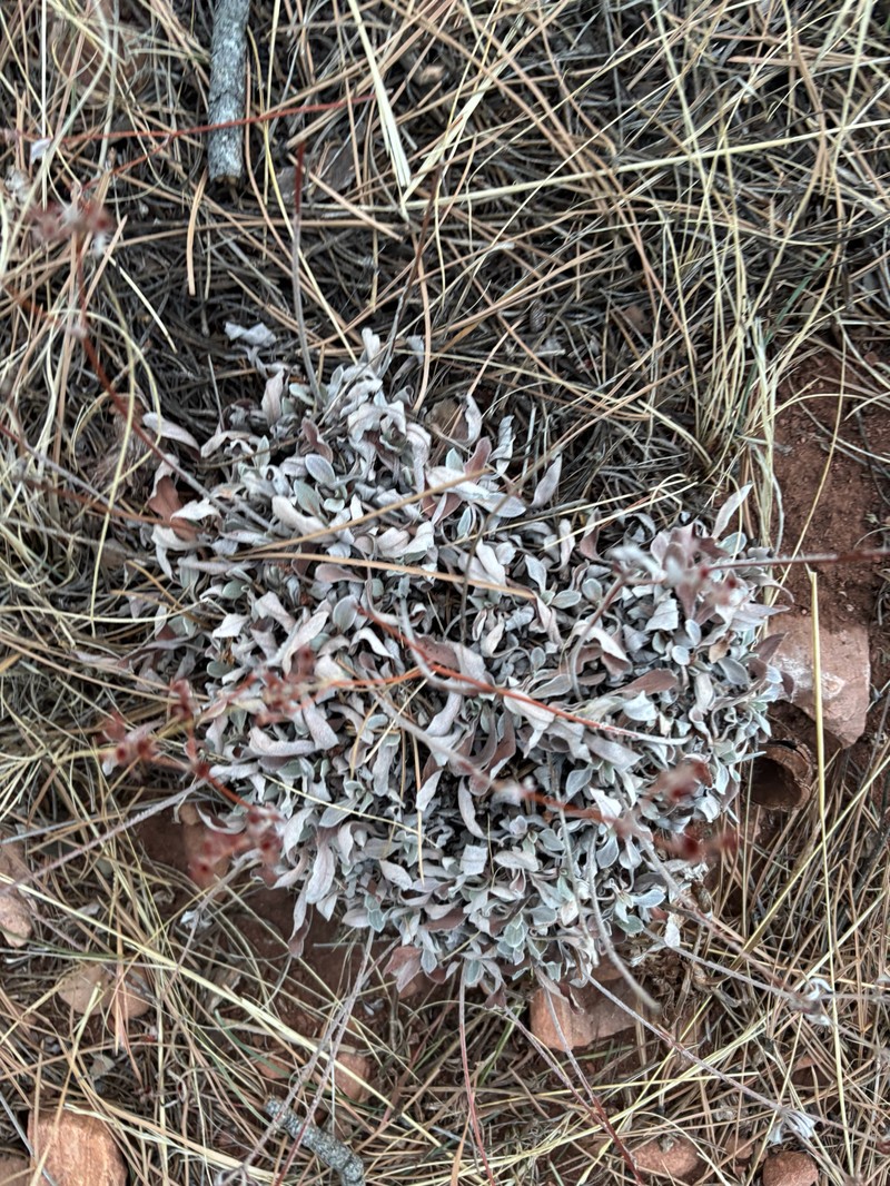 Eriogonum arcuatum var. arcuatum photo 2