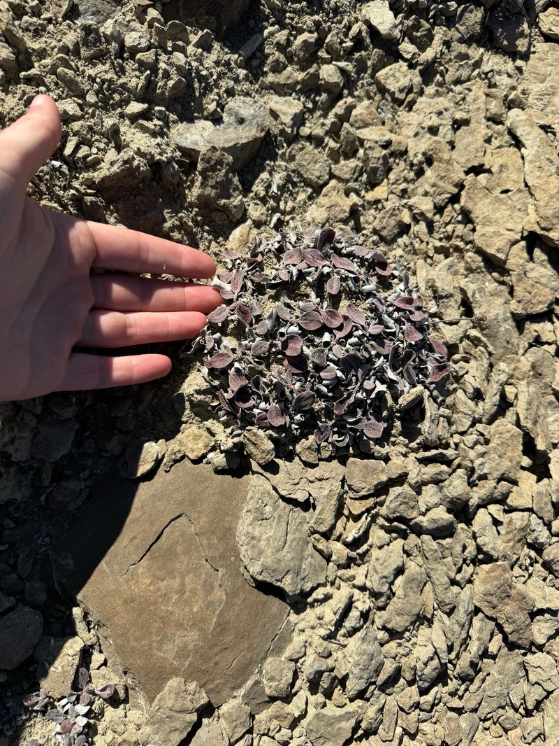 Eriogonum arcuatum var. arcuatum photo 3