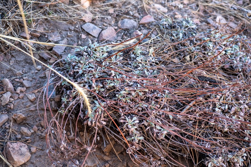 Eriogonum arcuatum var. arcuatum photo 4