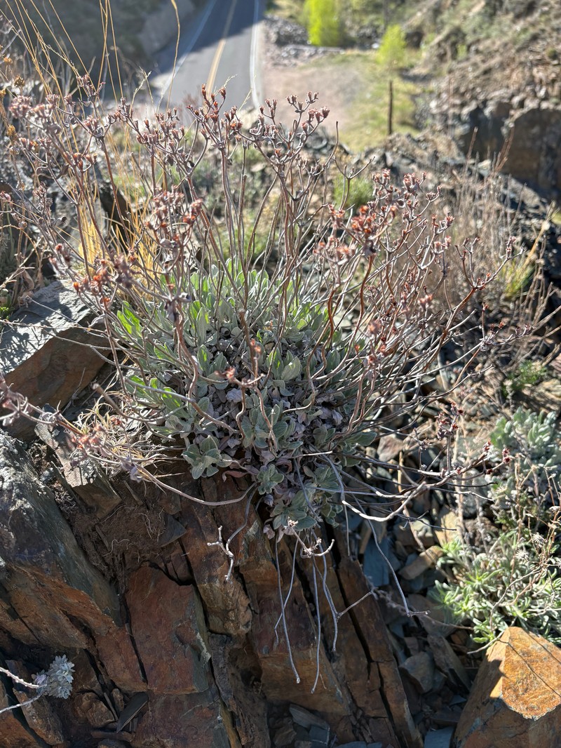 Eriogonum arcuatum var. arcuatum photo 5
