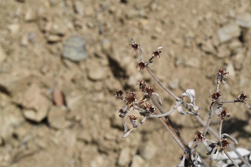 Eriogonum arcuatum var. arcuatum photo 6