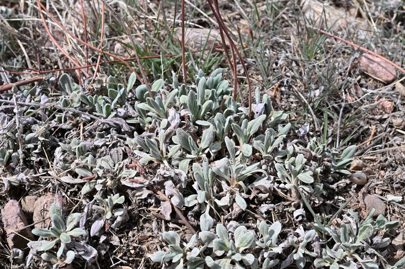 Eriogonum arcuatum var. arcuatum photo 8