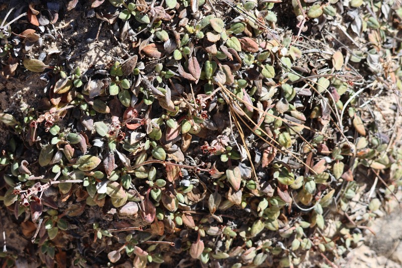 Eriogonum arcuatum var. rupicola