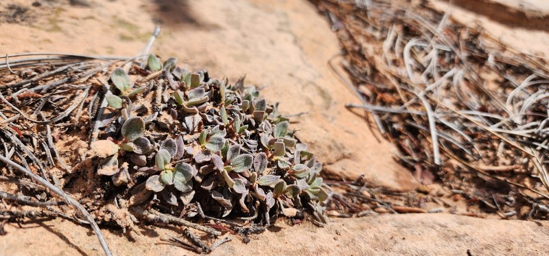 Eriogonum arcuatum var. rupicola photo 2