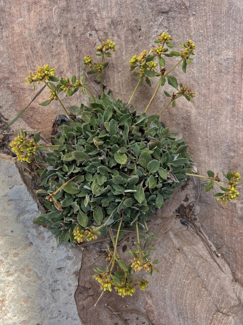 Eriogonum arcuatum var. rupicola photo 3