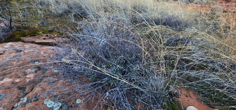 Eriogonum arcuatum var. rupicola photo 4