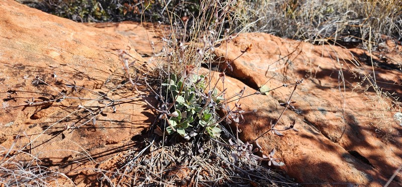 Eriogonum arcuatum var. rupicola photo 5