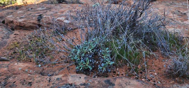 Eriogonum arcuatum var. rupicola photo 6