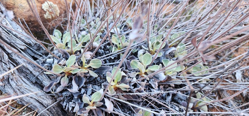 Eriogonum arcuatum var. rupicola photo 7