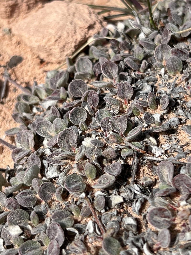 Eriogonum arcuatum var. rupicola photo 8